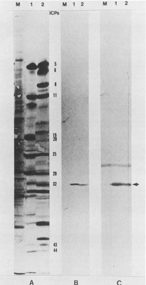FIG.3.celltides Western immunoblots of HSV-1- and polypeptides. (A) I'S-labeled (18 to 20 h postini produced in mock-infected (lane M), HSV-1-i