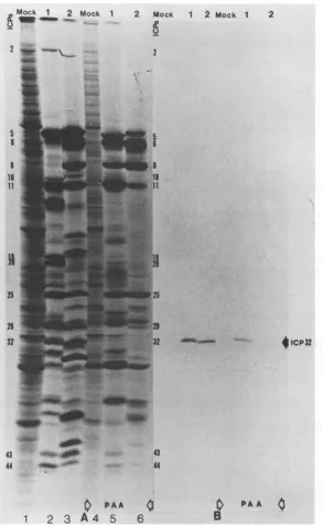 FIG...-:al.-;SDS-PAGEHSV-1-infectedperHSV-1-infected 4. Effect of PAA on Western immunoblots of HSV-1- and HSV-2-infected cell polypeptides