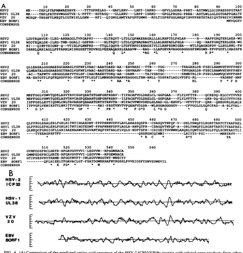 FIG. BORF1indicatesofherpesviruses.hydropathicityVZV the predicted 20 ORFs 6. sequence (18), positions (A) HSV-2 encoding and The Comparison related plots EBV in predicted of which the theto4h of the amino acid of the ICP32/VP19c protein with gene products