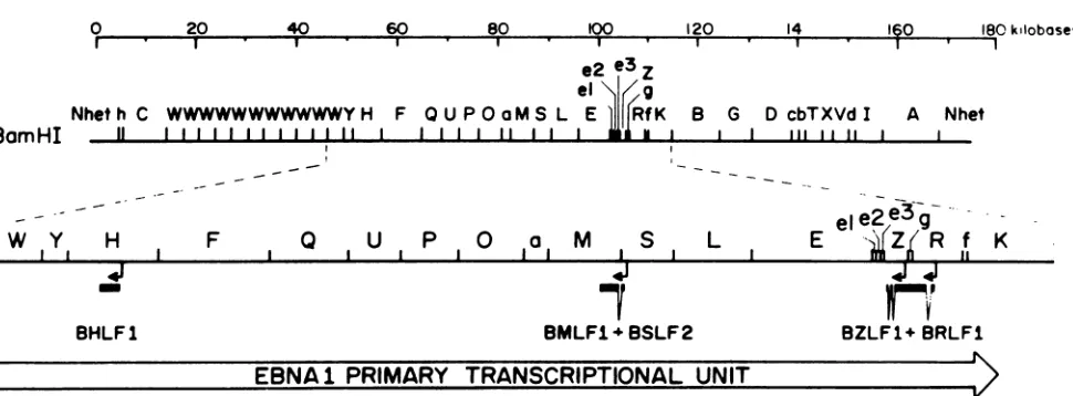 FIG.nnn.....11encodesmap(arrows) 1. Schematic exon map of several viral genes involved in induction of the lytic cycle shown with respect to the BamHI endonuclease of the B95.8 strain of EBV