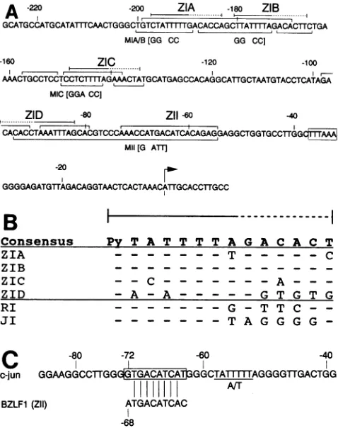 FIG. 3.Thedirectedunderbracketsrichmains.Thec-junmentsequencestheand (A) Sequence of Zp and identification of footprint do-Overbrackets indicatesense (+) strand footprints, and indicate antisense (-) strand footprints