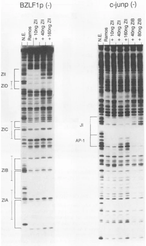 FIG. 8.ZIlusingExperiments Competition for binding of transcription factors to the domain and the c-jun AP-1 domain with the ZII oligonucleotide