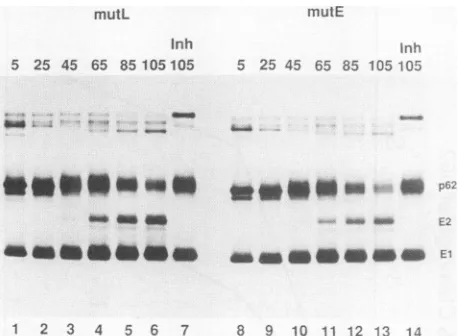 FIG. CleavagehBHK 4. of mutL and mutE wit] cells were infected with recombinant%vaccinia