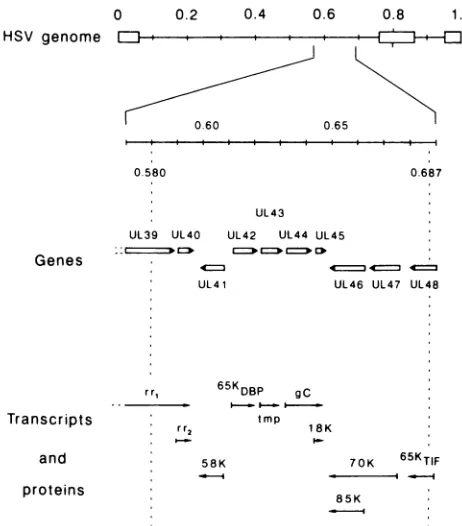 FIG.2.Thetranscriptstodrug-sensitiveMcGeoch be Gene organization in the drug-sensitive region of HSV-1