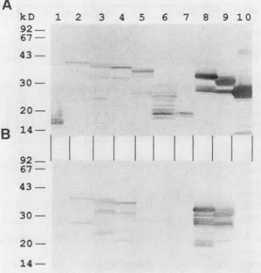 FIG. 3.bodyloseandSDS-polyacrylamideandnegativeindicated1 and Mapping of the epitope recognized by monoclonal anti- SD20