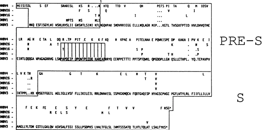 FIG. 4.TosequencetranslationSD20[60]) Pre-S/S protein sequence alignment of several avian hepadnaviruses