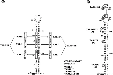 FIG.1.atandsite-directed+34 +34 (A) Secondary structure of the TAR region and stem mutants