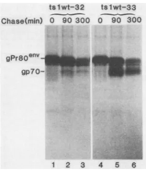 FIG.3.wereandwithwereL-[35S]methioninewerecells Pulse-chase analysis of gPr80env processing by tslwt-32 -33 at the restrictive temperature
