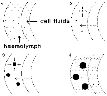Figure 2. The activity of ice nucleating agents allowing for protective extracellular ice formation at  sub-zero  temperatures  (Bale  1996)