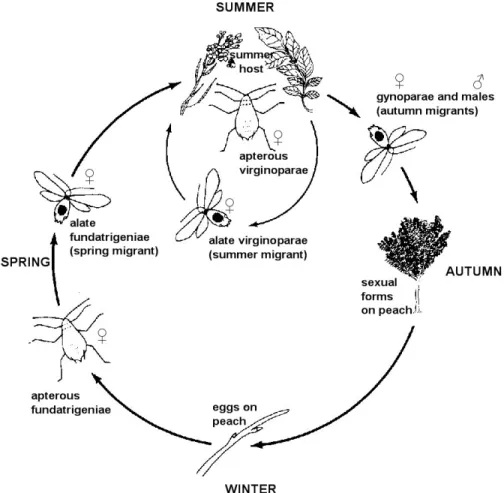 Figure 3. The lifecycle of the peach-potato aphid Myzus persicae. 