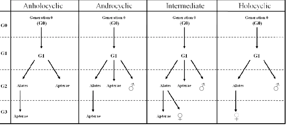 Figure 6. The succession of aphid morph production across generations G0 to G3 for Myzus persicae when held under conditions of reduced daylight (LD  12:12h) and lower temperature (14.5°C) to determine lifecycle type
