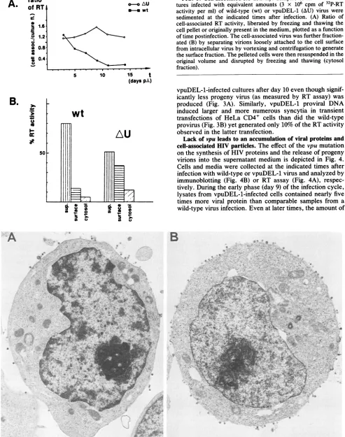 FIG. 5.turescell-associatedactivitycellofatedfromsedimentedtheoriginal time Cell-associated RT activity