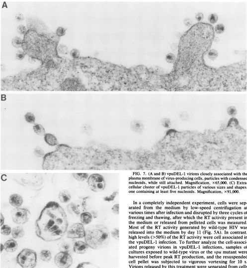 FIG. 7.cellularoneplasmanucleoids, (A and B) vpuDEL-1 virions closely associated with the membrane of virus-producing cells, particles with condensed while still attached