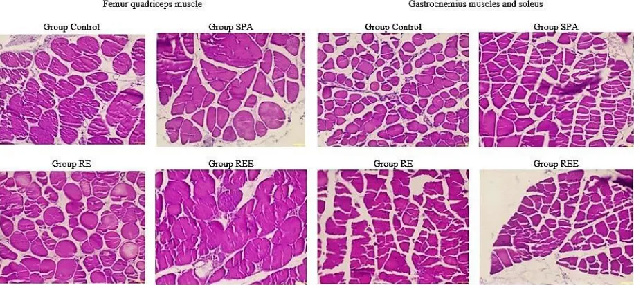 Figure S6. Presentation of ultrasound images of the hind limb volume (ml) of mice from control (n = 3), REE (n = 3), RE (n = 3), and SPA (n = 3) groups, before and after the interventions