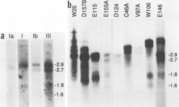 FIG.1.tumorstopairssequentially nylon int-2 RNAs in mammary tumors. Samples (5 ,ug) of poly(A)+ tumor RNA were fractionated in denaturing agarose gels, transferred membranes, and hybridized with 32P-labeled probes specific for mouse int-2 sequences