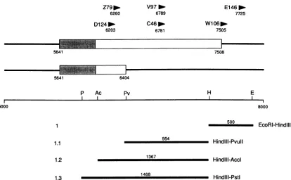 FIG. 5.of(P),map,signals proviruses Proviral insertions in the 3' untranslated region of int-2