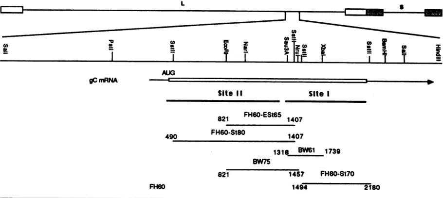 FIG. 1.containingencompassedinvertedapproximateby HSV DNA fragments used for marker rescue of mar mutations