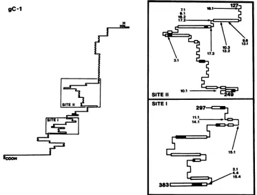 FIG. 4.MSEQstructures=, Secondary structures of sites I and II in gC. A cartoon of the gC-1 molecule as drawn by the computer protein analysis program (3) is shown