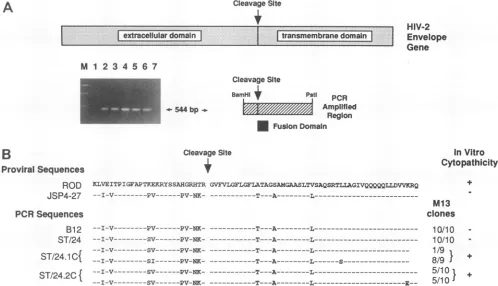 FIG. 6.(HIV-2/ST-infectedthe7,referringcorresponding uninfected Amino acid sequence variation in the fusion domain of cytopathic and noncytopathic HIV-2/ST strains