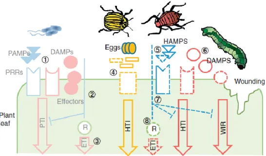 Figure  1-6.  Plants’  molecular  recognition  of  pathogens  and  herbivores.  1.  Microbe-,  pathogen-  and  damage-associated  molecular  patterns  (MAMPs,  PAMPs  and  DAMPs)  are  recognised  by  pattern  recognition  receptors  (PRRs),  resulting  in