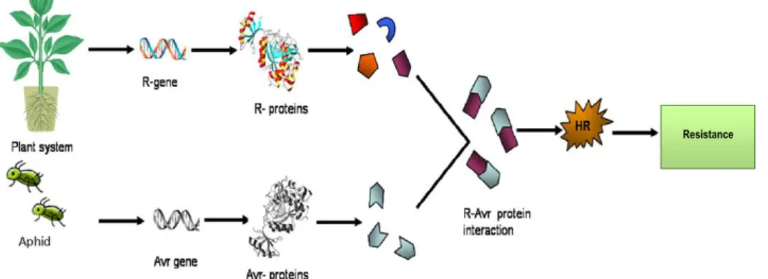 Figure 1-7. Schematic picture of R-gene mediated defence activated when plants and aphids interact