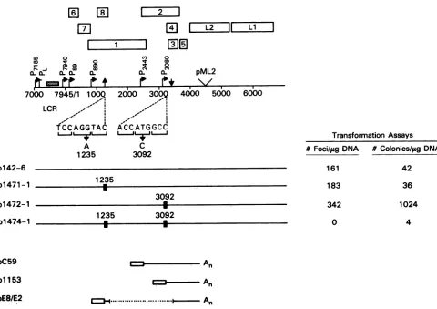 FIG. 2.AtofatpML2Drespectivelinenucleotideassaytrypsinized,themethyleneC127dishdescribed right both Location of point mutations on the full-length BPV-1 genomic map and transformation potential of wild-type and mutant genomes