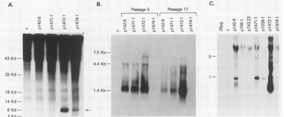 FIG. 4.arepooledelectrophoresedRNAmanuscript(c)manufacturerharboringelectrophoresedarealtered[35S]methionineas the Levels of E5 protein, total viral RNA, and DNA copy number in pooled G418-resistant cell populations