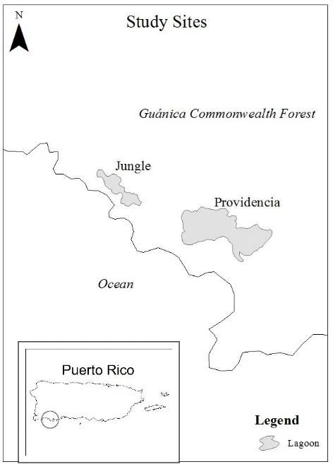 Figure 3: Providencia and Jungle lagoon study sites in Puerto Rico. 