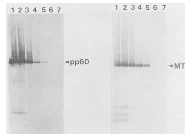 FIG.1.recombinantvarioushnitrocellulose p.i.; MTAg and pp6Oc-src production and accumulation
