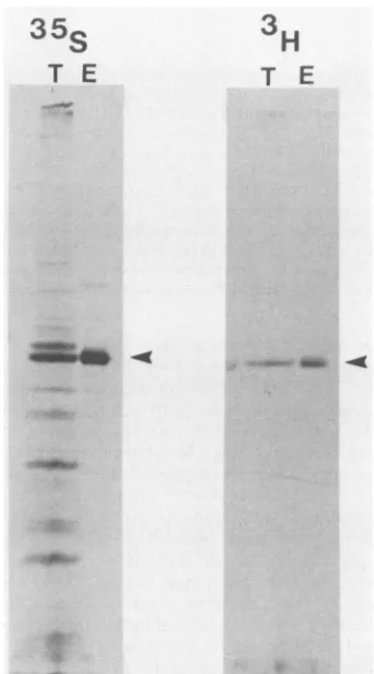 FIG. 2.recombinanteitherCellresolved35GEC10 Myristylation of pp6csrc. Sf9 cells were infected with virus encoding pp6Ocsrc and at 40 h p.i