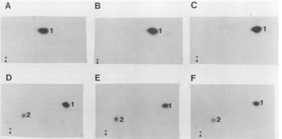 FIG. 5.replacedimmunoprecipitatedinfecteddimensions,at1 and pH Tryptic phosphopeptide mapping of pp6Oc-src labeled in vitro and in vivo