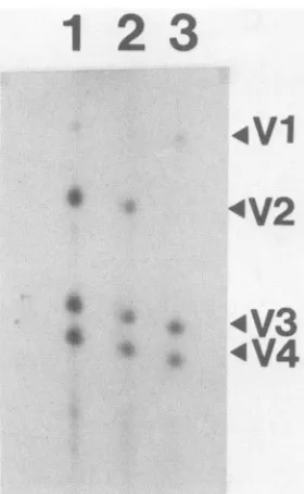 FIG.6.andprecipitatedresolvedteinspolyacrylamide-SDSthetheand Staphylococcol V8 protease mapping