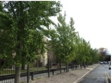 Figure	  3.2.	  These	  Ginkgo	  (Ginkgo	  biloba)	  trees,	  while	  not	  considered	  native,	  are	  an	  example	  of	  a	  species	  that	  is	  well	   adapted	  to	  the	  urban	  environment	  and	  expected	  future	  