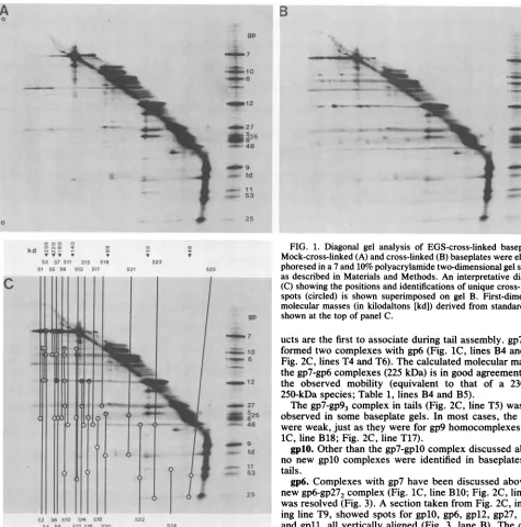 FIG.1.phoresedas(C)Mock-cross-linkedmolecularspotsshown described Diagonal gel analysis of EGS-cross-linked baseplates