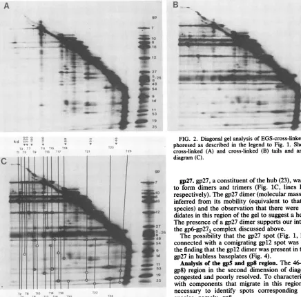 FIG. 2.phoresed Diagonal gel analysis of EGS-cross-linked tails, electro- as described in the legend to Fig