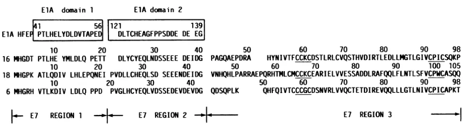 FIG.1.proteinsadenovirussequences AA sequences of HPV 16, 18, and 6 E7 proteins. The sequences of adenovirus 5 ElA and HPVs are based on the published DNA (4, 34, 35, 41)
