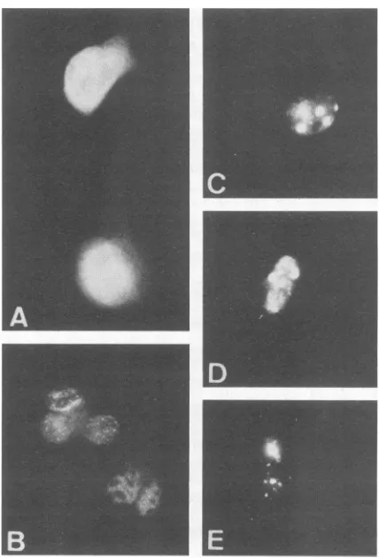 TABLE 1. Functions of HPV 16 E7 deletion mutants