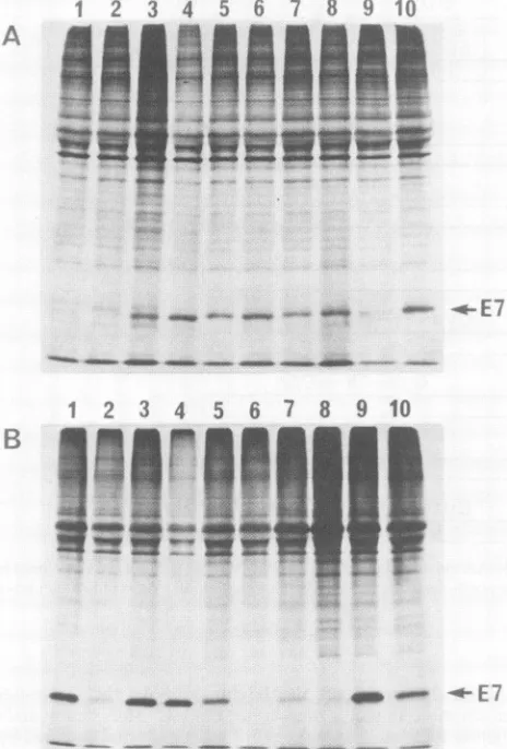 TABLE 2. Functions of single-AA substitution mutantsof HPV 16 E7