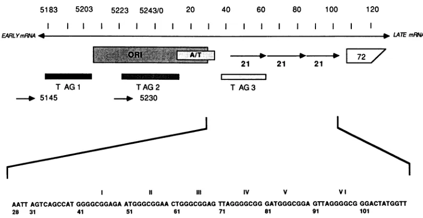 FIG. 1.linearwithGC-boxRelevantdepictOligonucleotide The SV40 control region with oligonucleotide primers used in footprinting experiments