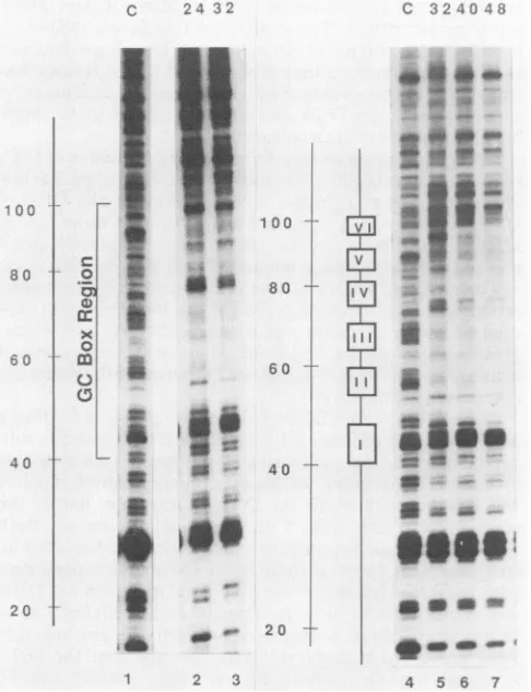 FIG. 3.orforwereapproximately5controlprobed.DNase5along(left to to C Nuclear footprints produced on the late mRNA template strand in the GC-box region