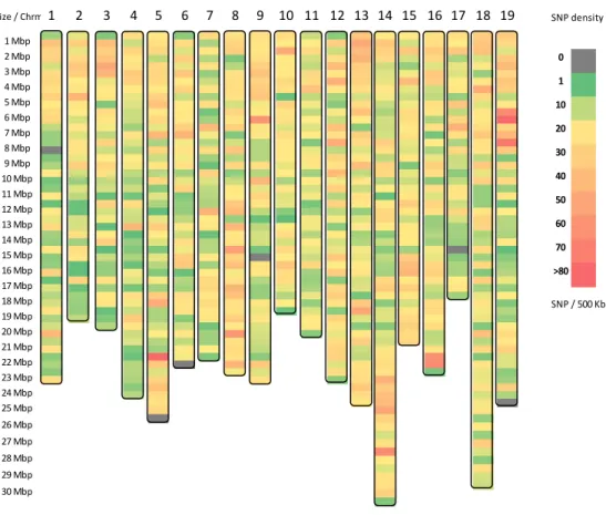 Figure 3-4: SNP density across Vitis vinifera 12X reference genome.  From 16K SNP set, 95% of  markers were distributed among assembled chromosomes 1 to 19, with a mean value of 17 SNPs / 500  kb (yellow)