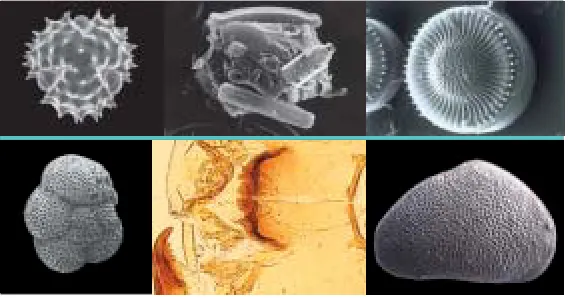 Figure 4: Microfossils used as climate proxies: (clockwise from top left): pollen (Aster