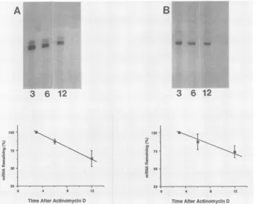FIG. 4.primervirusRNA Stability of P-Gal mRNA in cells infected with vgCL3 (A) and vgCL8 (B)