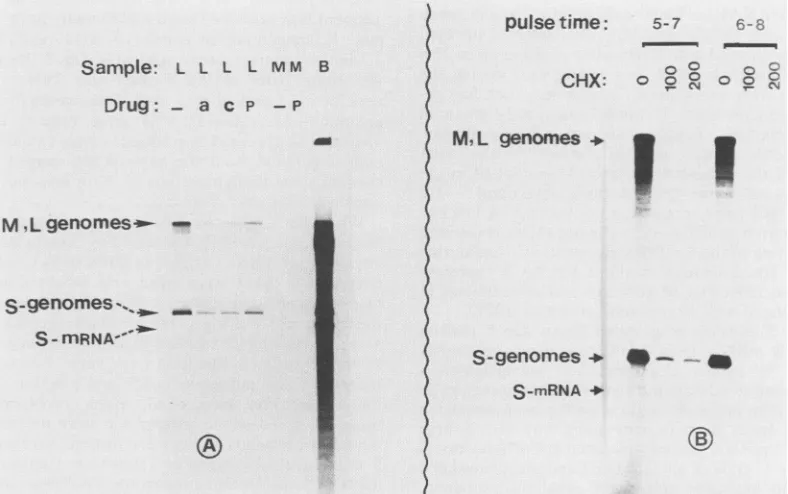 FIG. 2.positionisolatedofadeproteinizationuctsCsCl. parallel the In vitro translation of encapsidated RNA