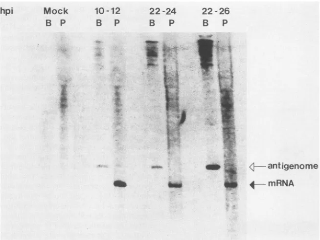 FIG. 4.gel.theThe Pulse-labeling of LAC RNA in C6/36 cells. LAC-infected C6/36 cells were labeled with 300 ,uCi/ml of [3H]uridine (26 Ci/mmol) at times (hours p.i