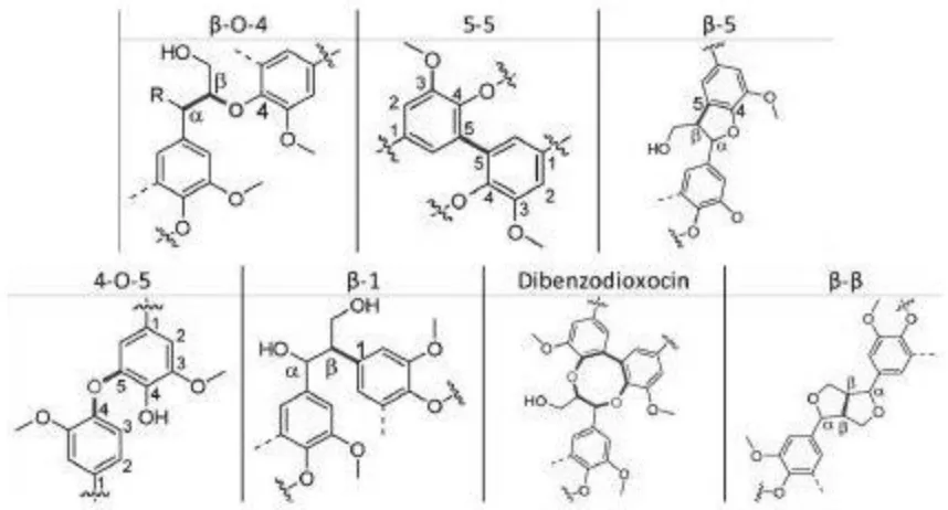 Figure 1.4: Common lignin linkages.