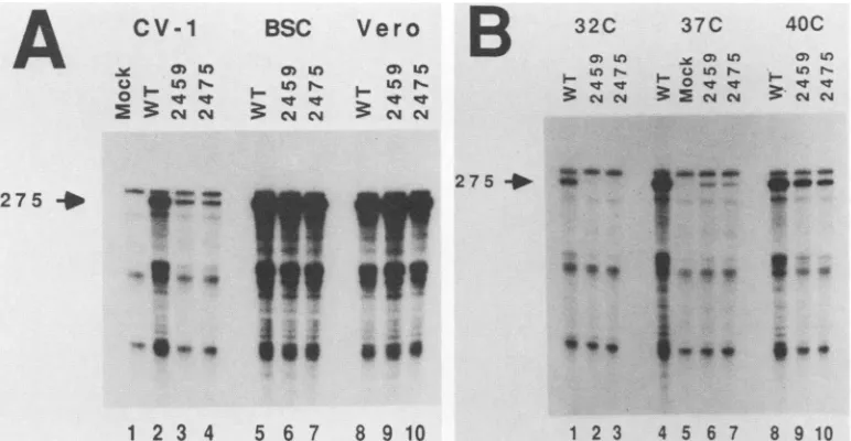 FIG. 2.andhybridsorcells(lanesCV-1SV40 dlA2475 RNase protection analysis of SV40 late mRNAs