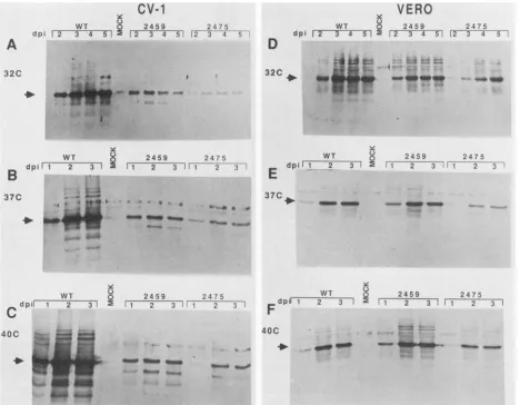 FIG. 3.anddetected(panelsimmunoglobulinlanes Western immunoblotting analysis of SV40 capsid protein accumulation