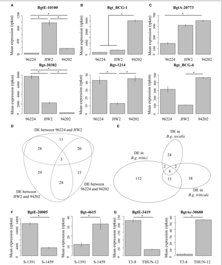 FIGURE 5 | Intra-forma specialis gene differential gene expression. Selected examples of differentially expressed genes between isolates of the same forma specialis are indicated for B.g