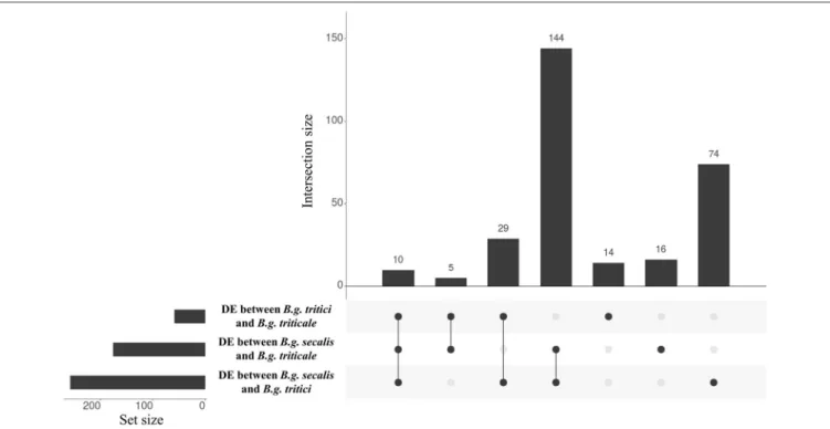 FIGURE 6 | Intersection plots showing the overlap of genes differentially expressed between formae speciales